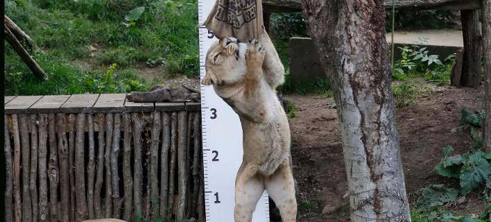 Ξαναλειτουργεί ο ζωολογικός κήπος του Λονδίνου